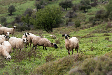 Obraz na płótnie Canvas A flock of sheep and rams grazing in the green meadow in rainy weather.