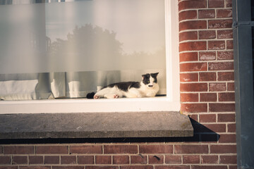 Katze hinterm Fenster