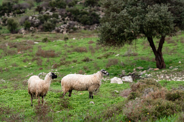 A flock of sheep and rams grazing in the green meadow in rainy weather.