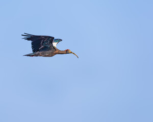 A Red Napped Ibis