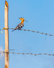 resting on a wire