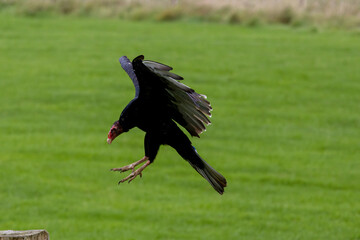 country vulture in the field