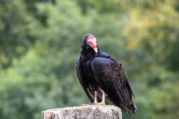 vulture on a tree