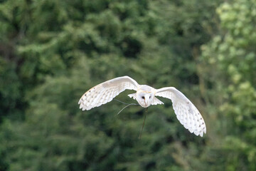 owl flying