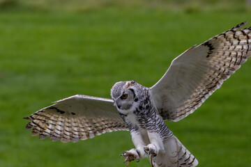 owl in flight