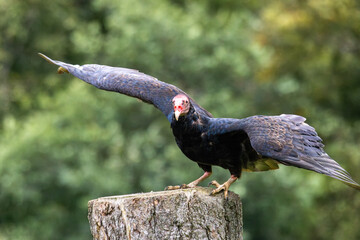 country vulture in the zoo