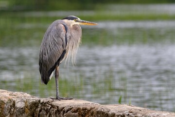 great blue heron