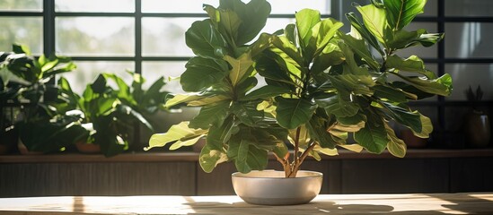 A large leafed ficus is a must have in the winter garden home collection