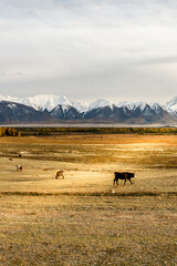 Scenic mountain range and steppe with grazing cows. Popular tourist destination in Altai Mountains. Kurai steppe in autumn.