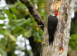 Pileated Woodpecker chipping away at tree in morning light, Fishers, IN, summer.