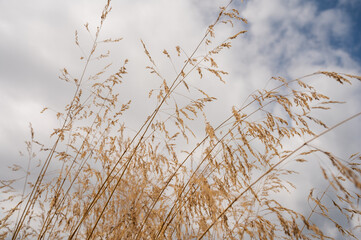 dry grass against the background of the blue sky, background 