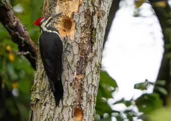 Pileated Woodpecker chipping away at tree in morning light, Fishers, IN, summer.