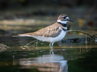 Killdeer scrounging in the mud along creek bed for food. Fishers, Indiana, Summer.