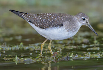 Sandpiper scrounging in shallow water for food, Fishers, Indiana, Summer.