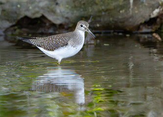 Sandpiper scrounging in shallow water for food, Fishers, Indiana, Summer.