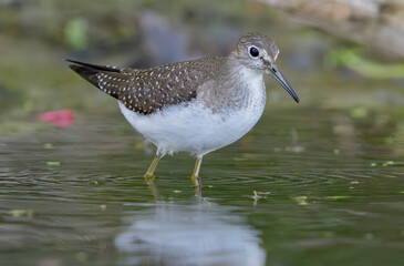 Sandpiper scrounging in shallow water for food, Fishers, Indiana, Summer.