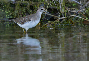 Sandpiper scrounging in shallow water for food, Fishers, Indiana, Summer.