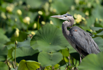 Great Blue Heron hiding in lily's stalking prey, Fishers, IN, Summer 2023.  