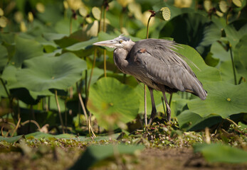 Great Blue Heron hiding in lily's stalking prey, Fishers, IN, Summer 2023.  