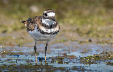 Killdeer scrounging in the mud along creek bed for food. Fishers, Indiana, Summer.