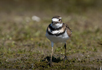 Killdeer scrounging in the mud along creek bed for food. Fishers, Indiana, Summer.