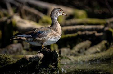Female Wood Duck sitting on a log at sunrise on a summer morning next to lake in Fishers, Indiana.