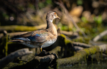 Female Wood Duck sitting on a log at sunrise on a summer morning next to lake in Fishers, Indiana.