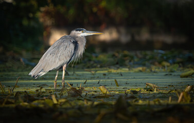 Great Blue Heron Perched lakeside in early morning light, Fishers, IN, Summer 2023.