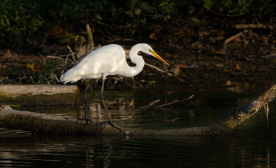 Great Egret stalking fish in a creek during morning hours, Fishers, Indiana, Summer. 