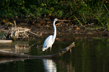 Great Egret stalking fish in a creek during morning hours, Fishers, Indiana, Summer. 