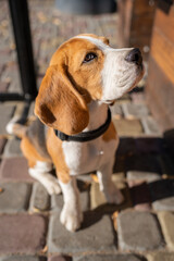 Beautiful and funny beagle puppy dog lies on the street near a cafe urban background. Cute dog portrait outdoor