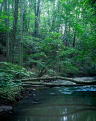fallen logs over a calm creek in green hilly forest
