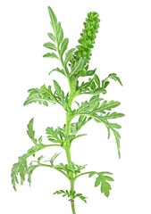 Ragweed plant isolated on a white background. Ambrosia genus. Common Ragweed. Ambrosia artemisiifolia.