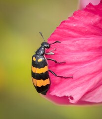 bug on red flower.