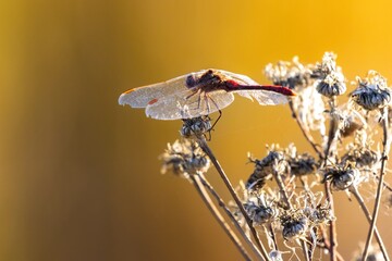 dragonfly in fall