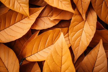 Close-Up of Brown Leaves