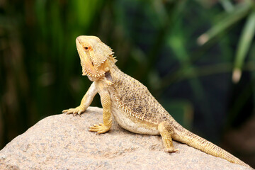 Bearded Dragon posing on Rock with blurred green background in Indianapolis, IN, US