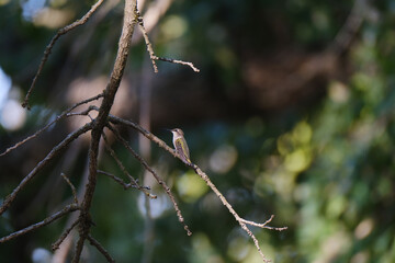 Hummingbird resting on bare branch in Texas nature during summer.