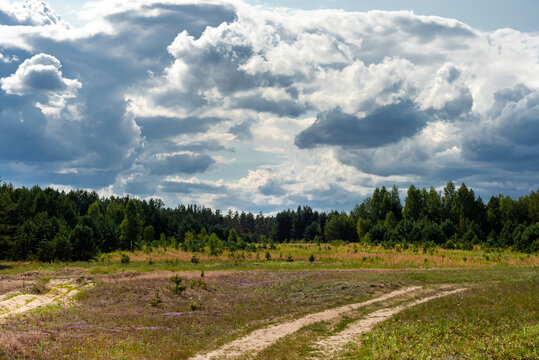 A path leading into a coniferous forest. Forest landscape with rainy dark clouds in the sky