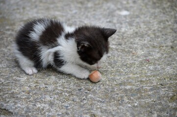 little kitten with hazelnut