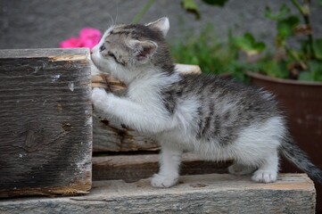 a little colorful kitten is trying to climb the board