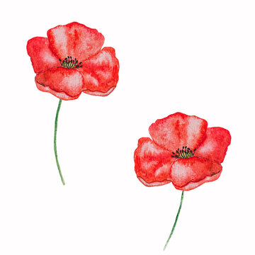 Beautiful card with a watercolor drawing of poppies. Place for a congratulatory inscription. Closeup. National holiday concept. Congratulations for family, relatives, loved ones, friends, colleagues