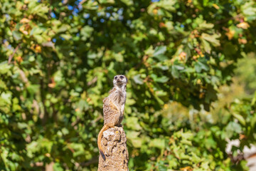 Meerkat - Suricata suricatta standing on a stone guarding the surroundings in sunny weather. Photo has nice bokeh.