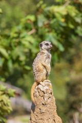 Meerkat - Suricata suricatta standing on a stone guarding the surroundings in sunny weather. Photo has nice bokeh.