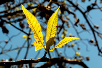 Planta com folha de cor amarela, galhos de árvore e céu azul ao fundo.