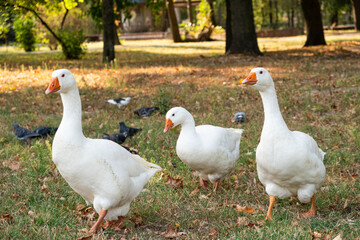 The life of geese and pigeons in the city park in autumn