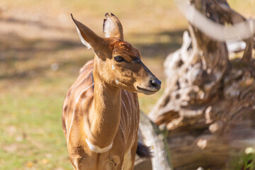 Southern Nyala - Tragelaphus angasii in sunny weather on a meadow.