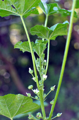 Mallow, Malva pusilla, Malva rotundifolia grows in nature in summer