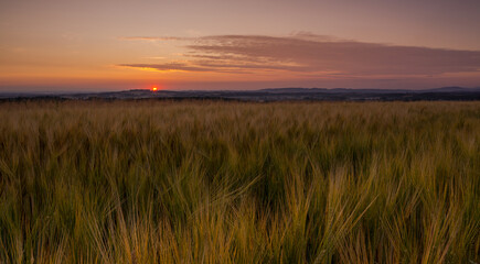 Barley field at sunrise - obrazy, fototapety, plakaty