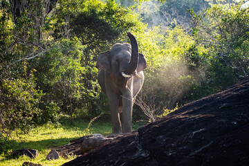 A trumpeting wild elephant